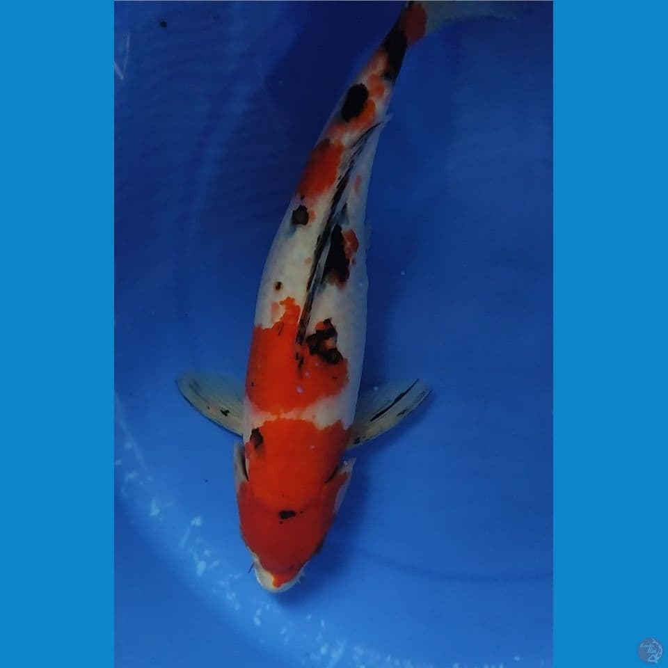 Jumbo Taisho Sanshoku 36 cm FM