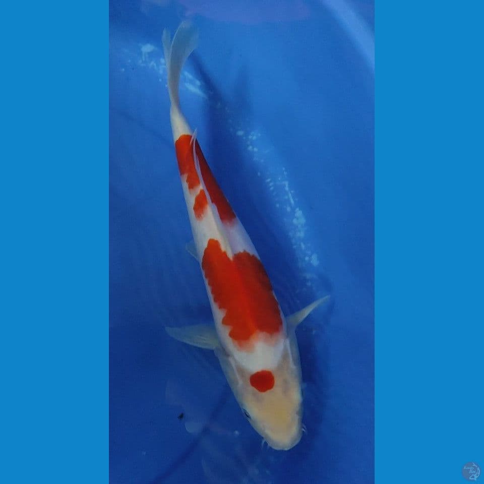 Original kohaku 33.5 cm FM