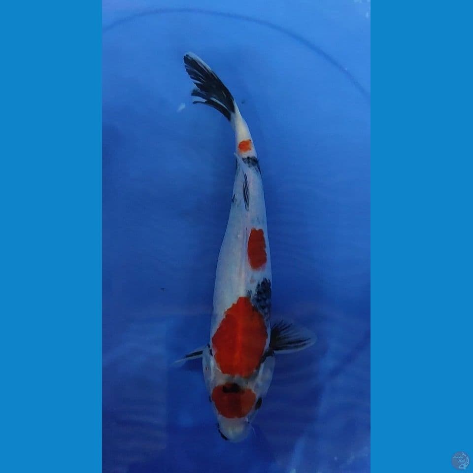 Original Maruten Showa 28.5 cm Jantan