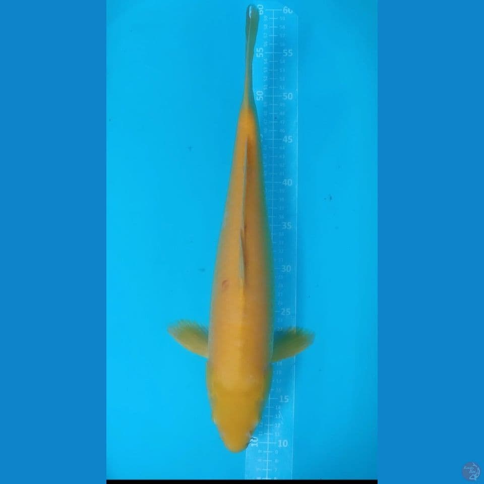 M 50CM LEMON KARASHI RED EYE