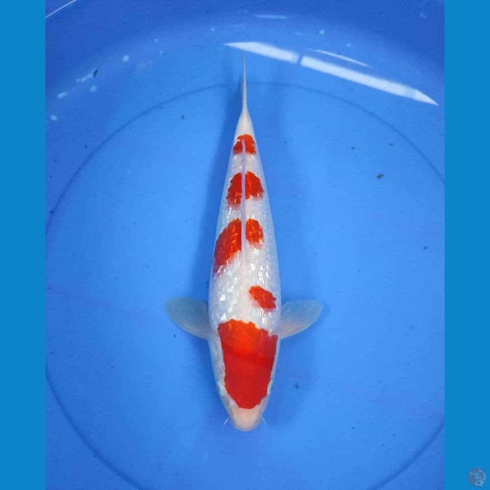 kohaku 35cm