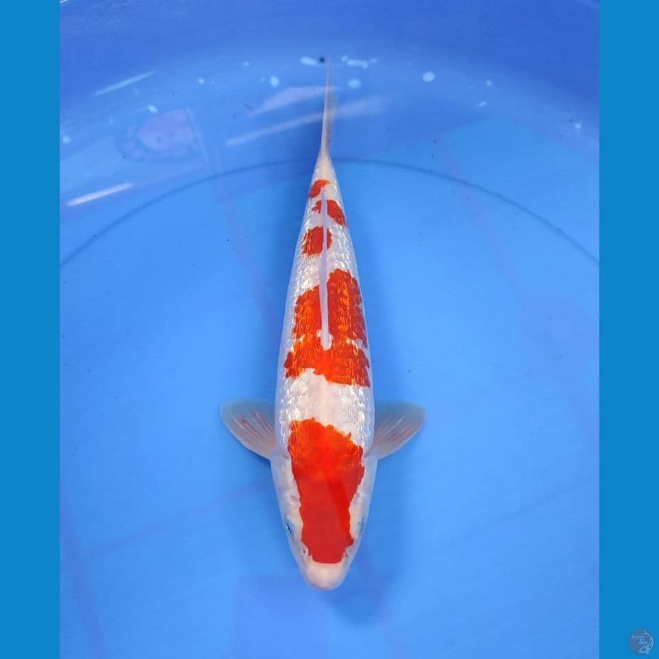 kohaku 29cm