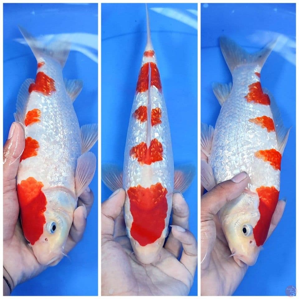 kohaku 30cm