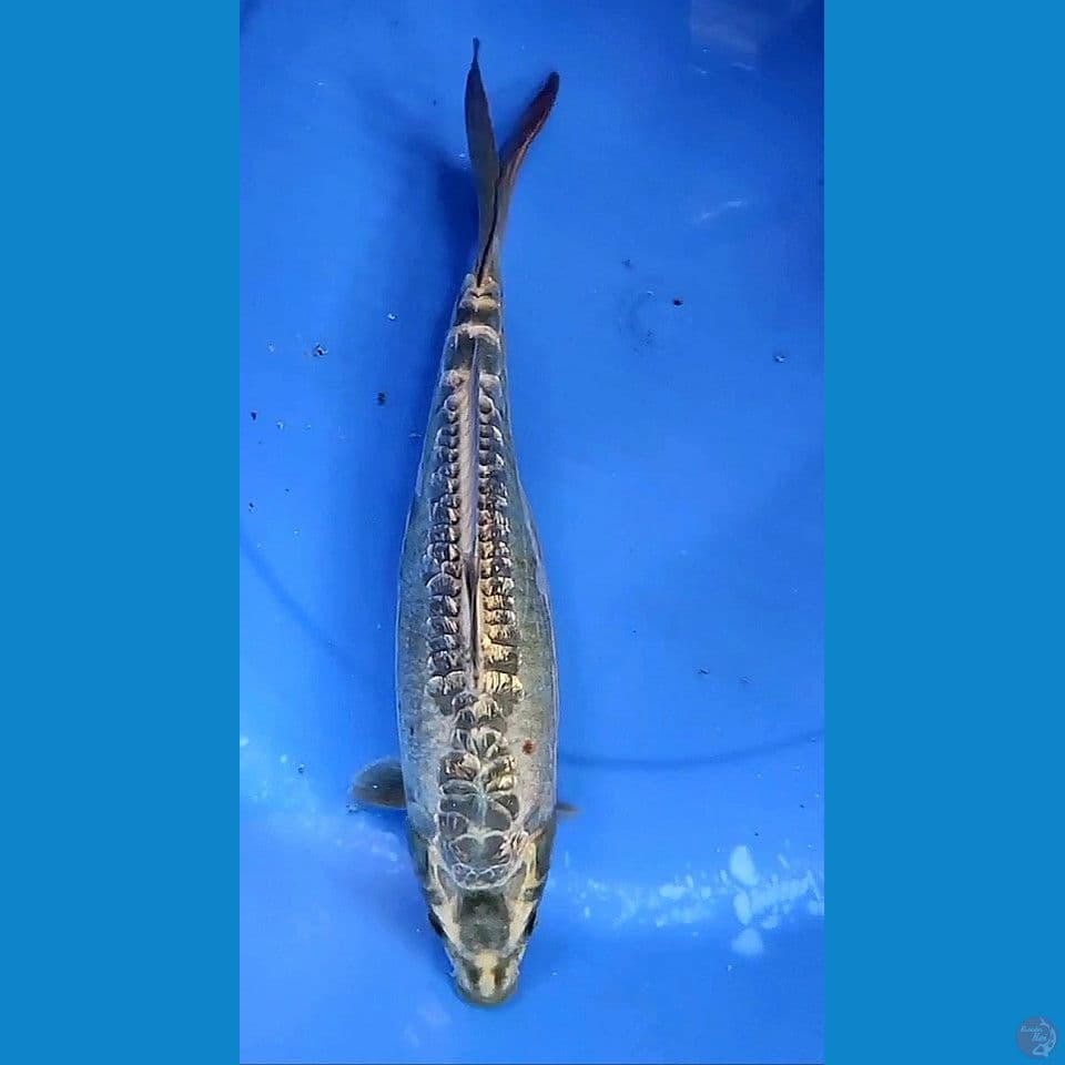 32cm aragoke ginrin