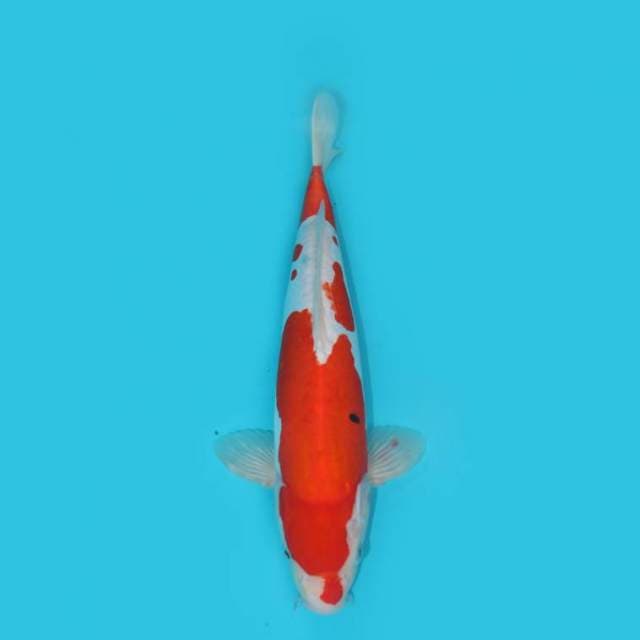 Sanke Doitsu 37 cm