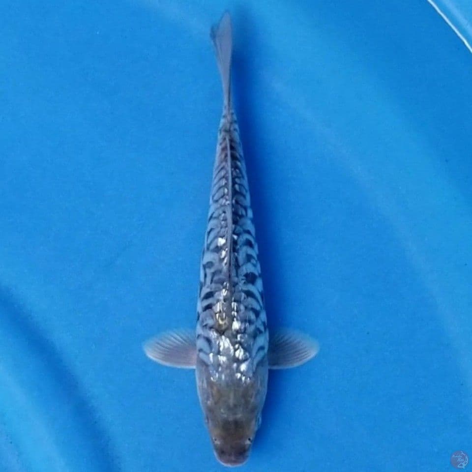 ARAGOKE GINRIN 21 CM