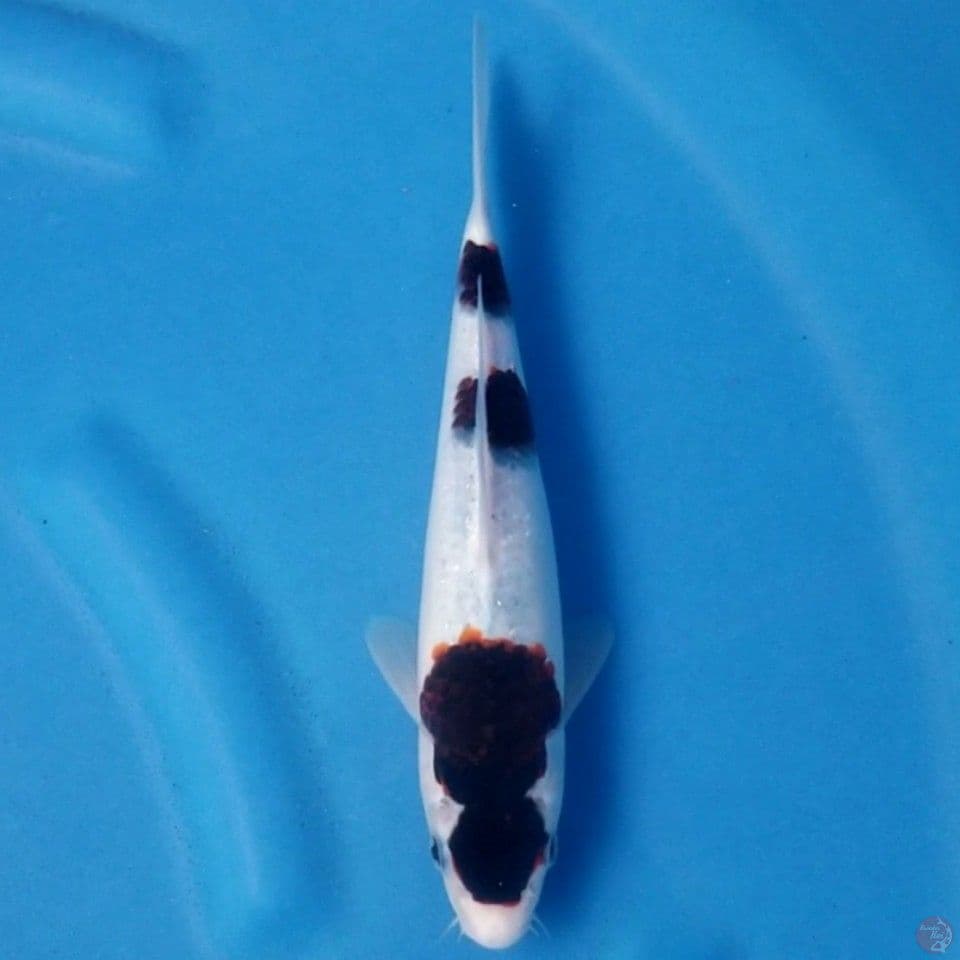 GOROMO 25 CM