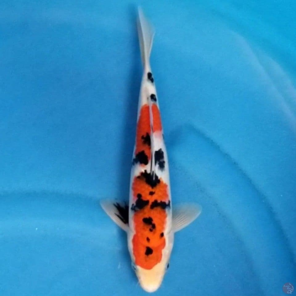 SANKE 26 CM