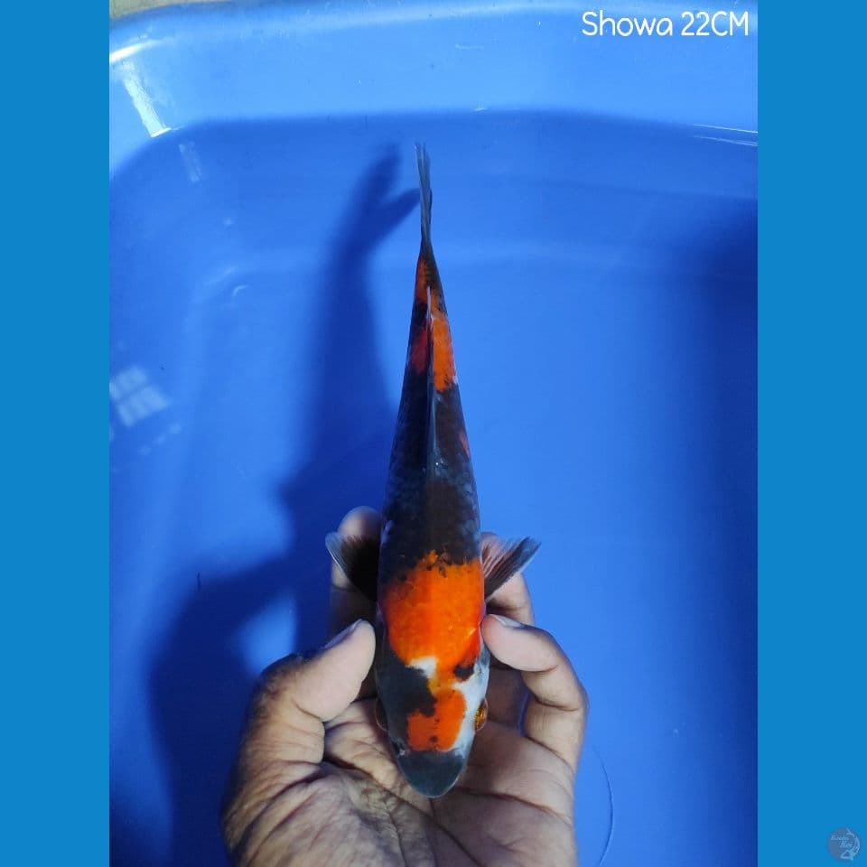 SHOWA 22CM