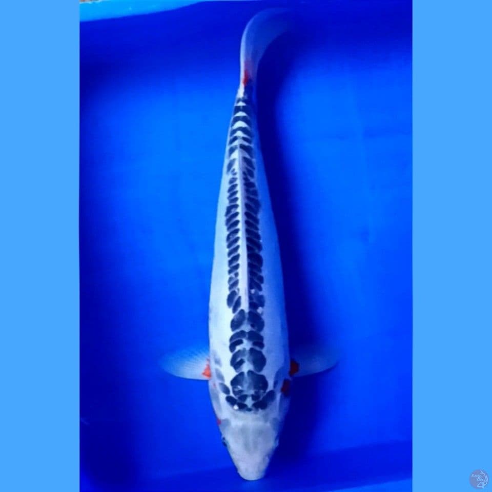 shusui 42 cm