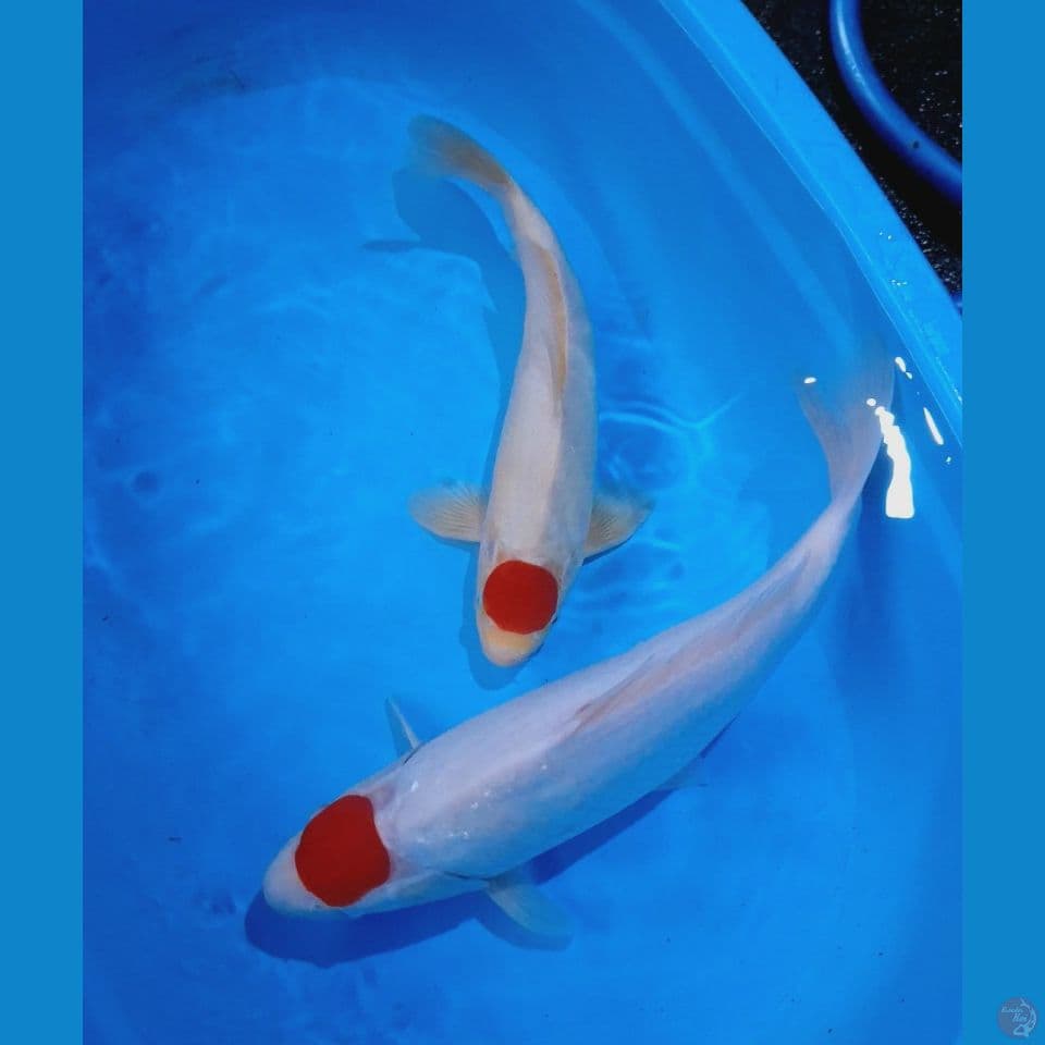 tancho kohaku 37,45cm