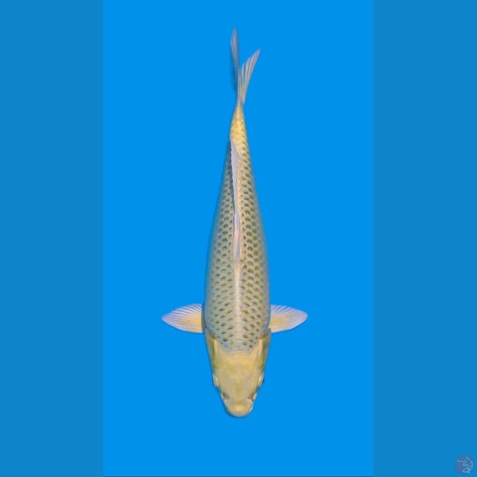kin matsuba 30BU