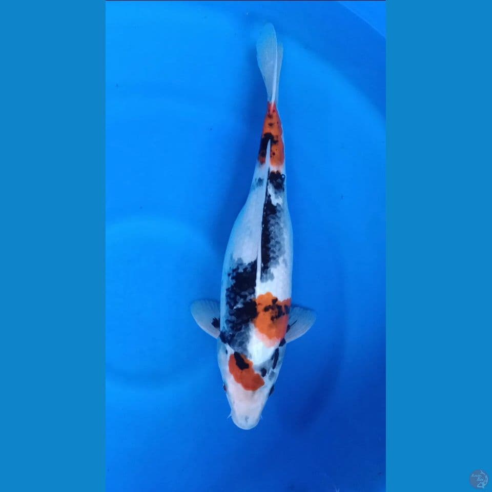 F 38CM SHOWA