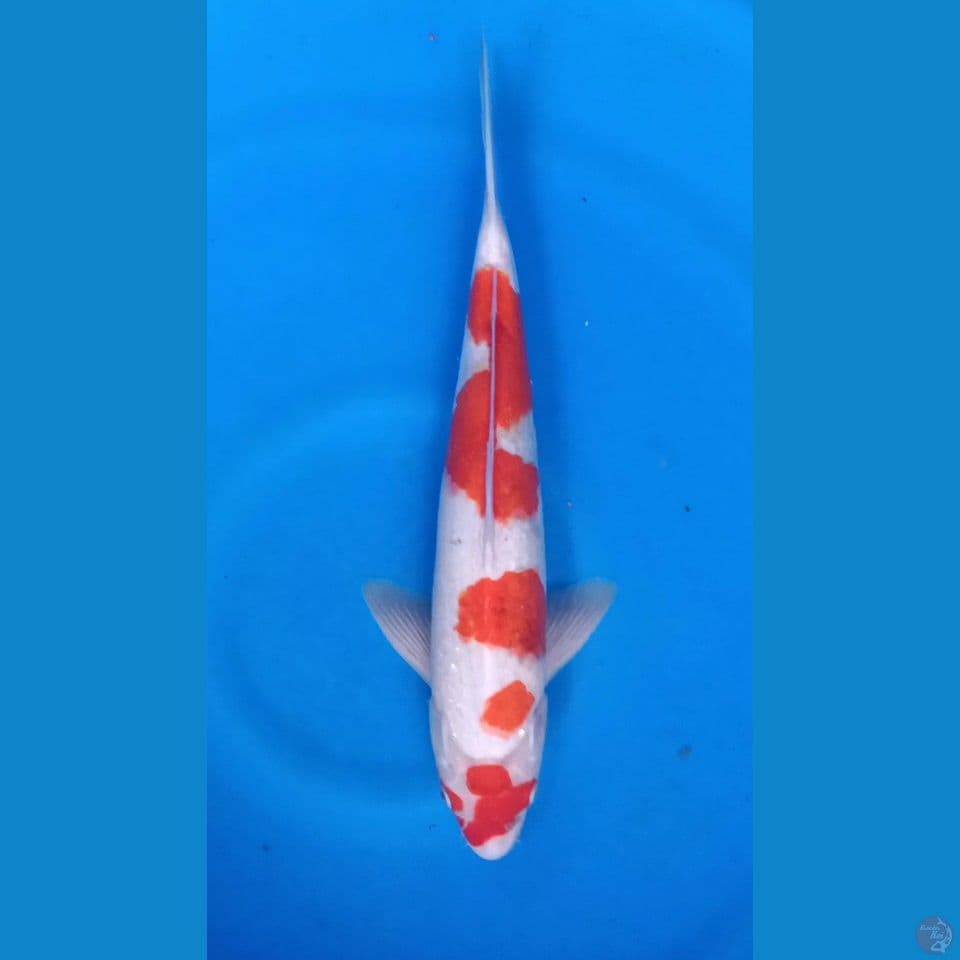 M 35CM KOHAKU
