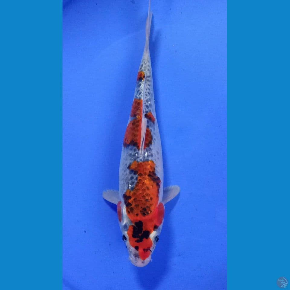 QURO GOSHIKI F 29CM