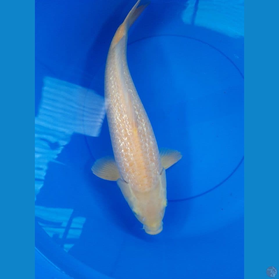 47cm Karasi gindrin