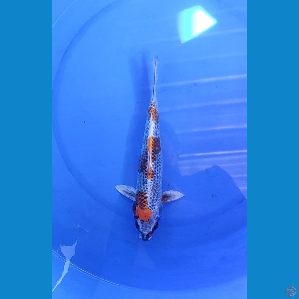 Kujaku 28cm