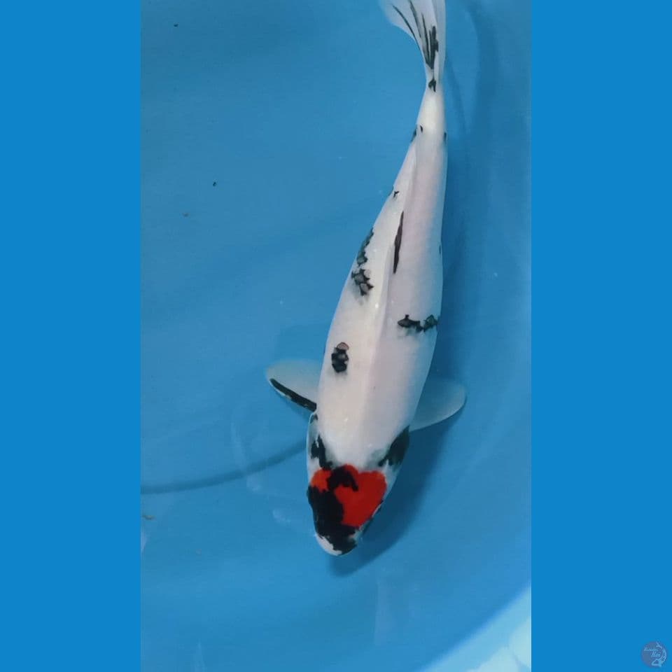 showa 33 cm F
