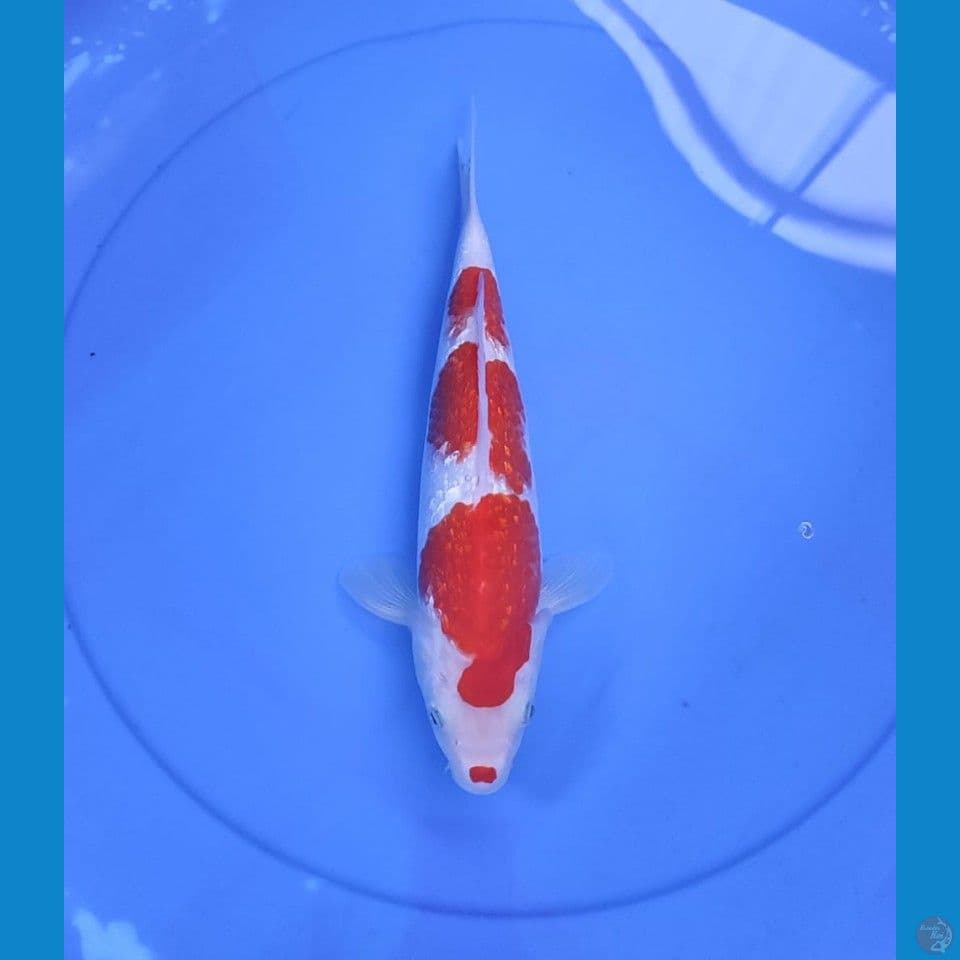 kohaku 28cm