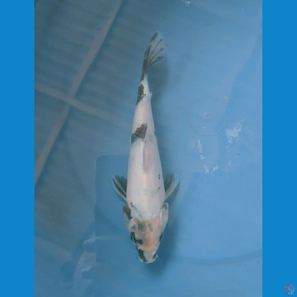 tategoi 18cm