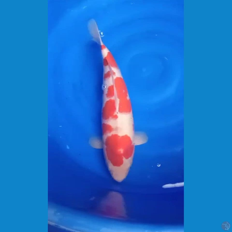 akf kohaku