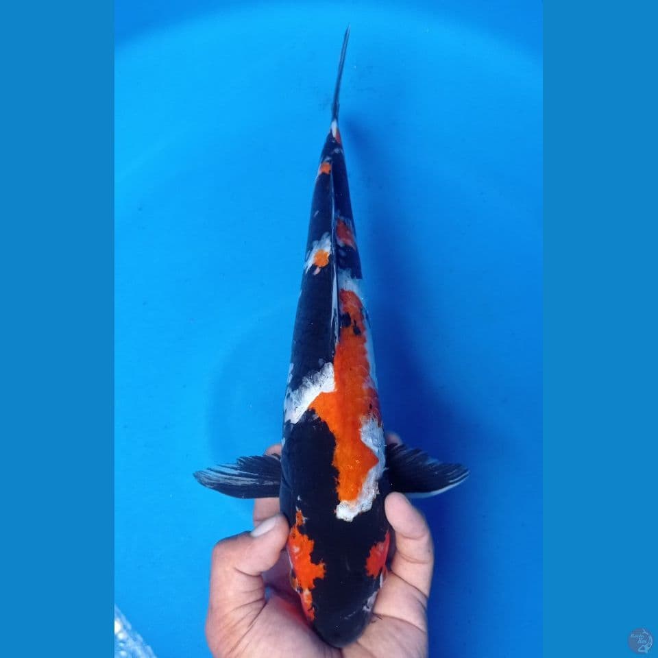 showa 39cm
