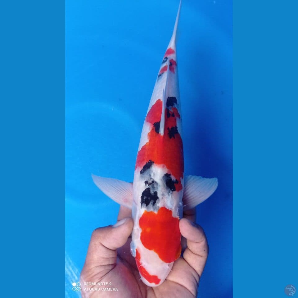 sanke 37cm
