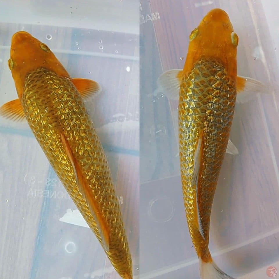 karamel ginrin paket 2 ekor