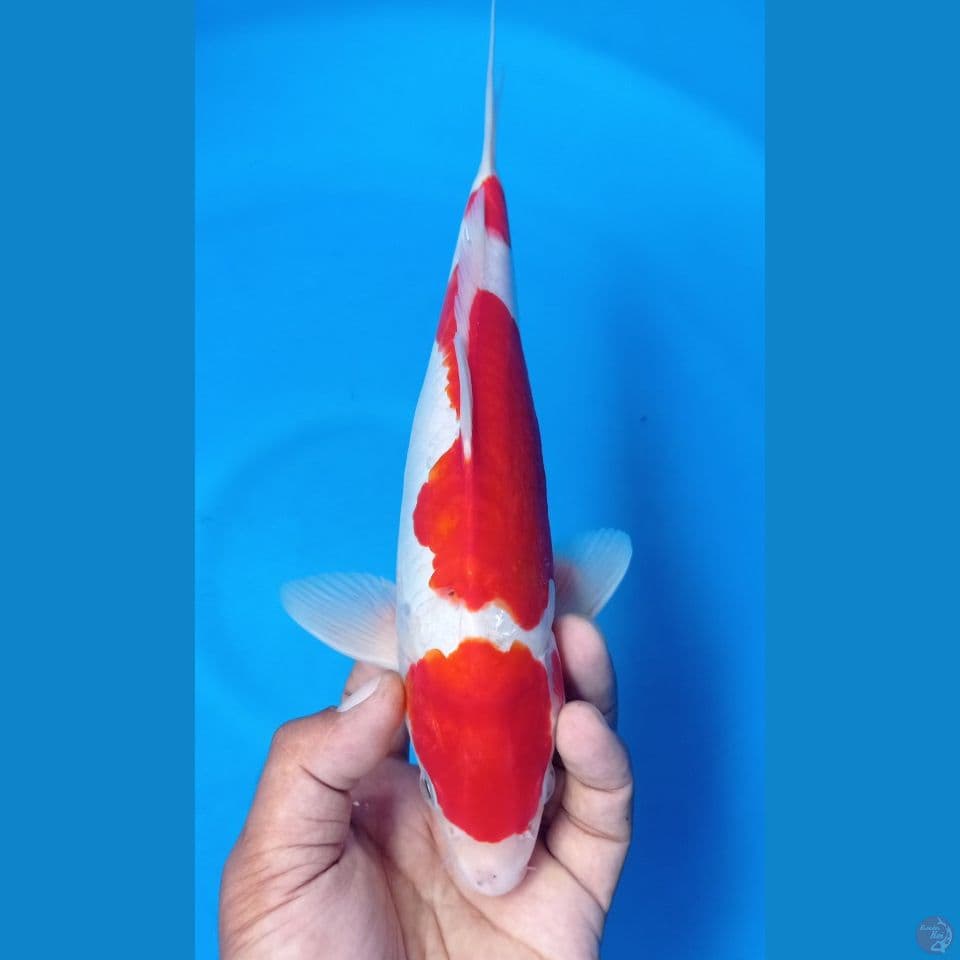 kohaku doits 30cm