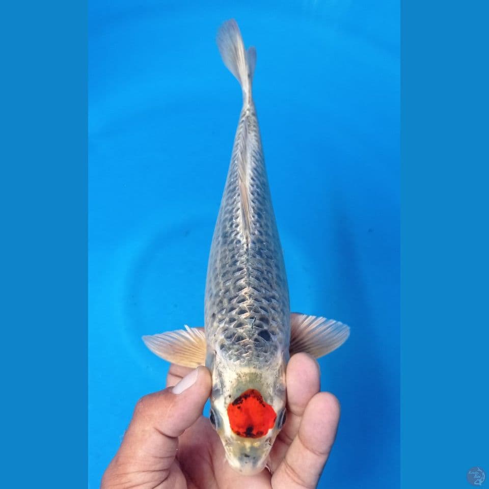tanco antixxx 28cm