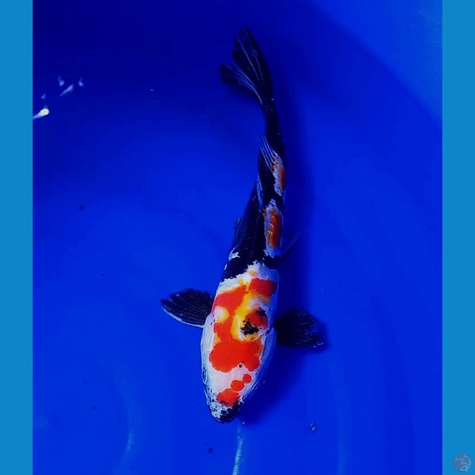 30 cm doitsu showa
