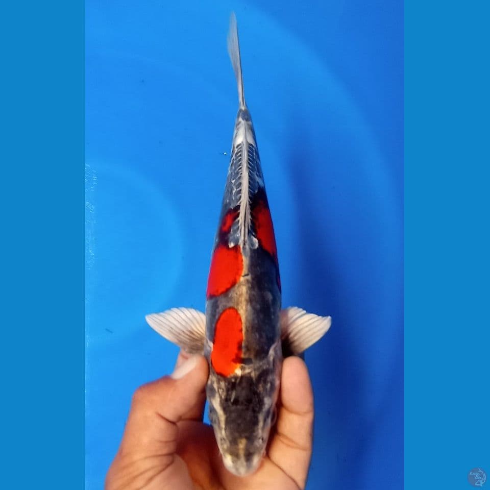 benikiko 29cm