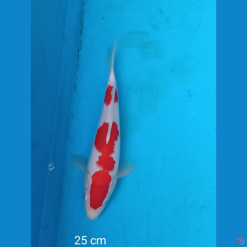 kohaku 25 cm