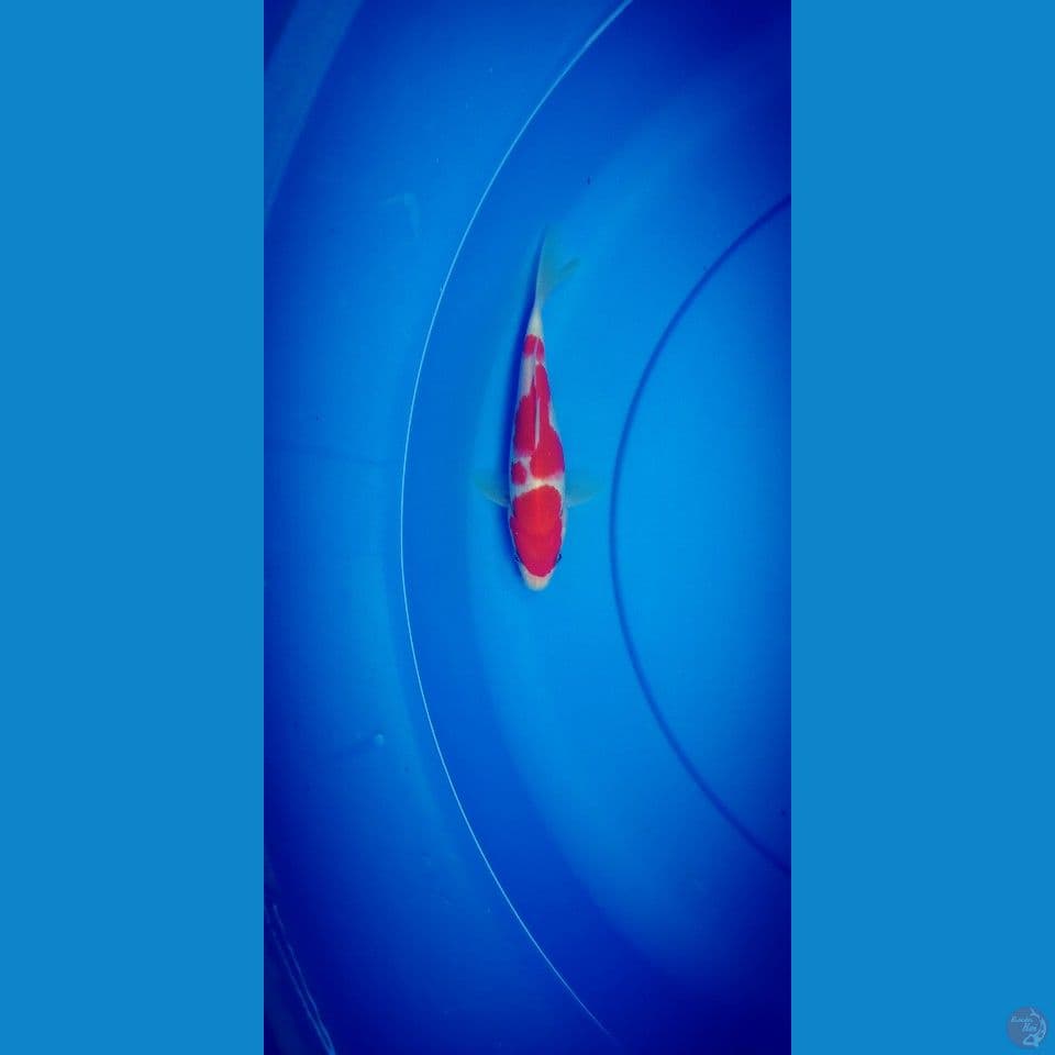 kohaku strong 16cm