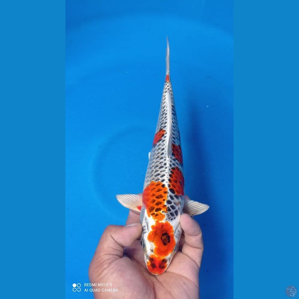 red kujaku 30cm brooo
