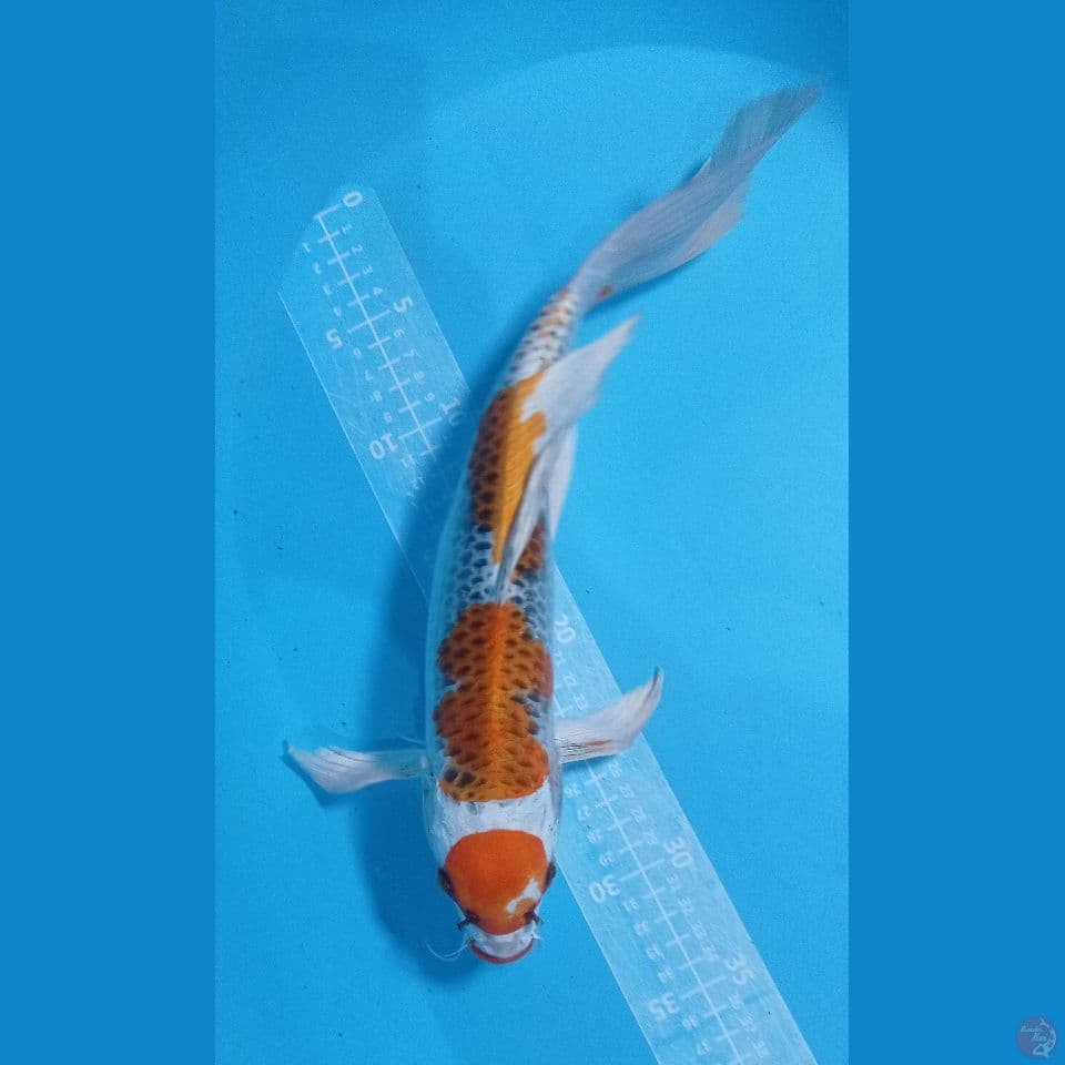 kumpay 36cm