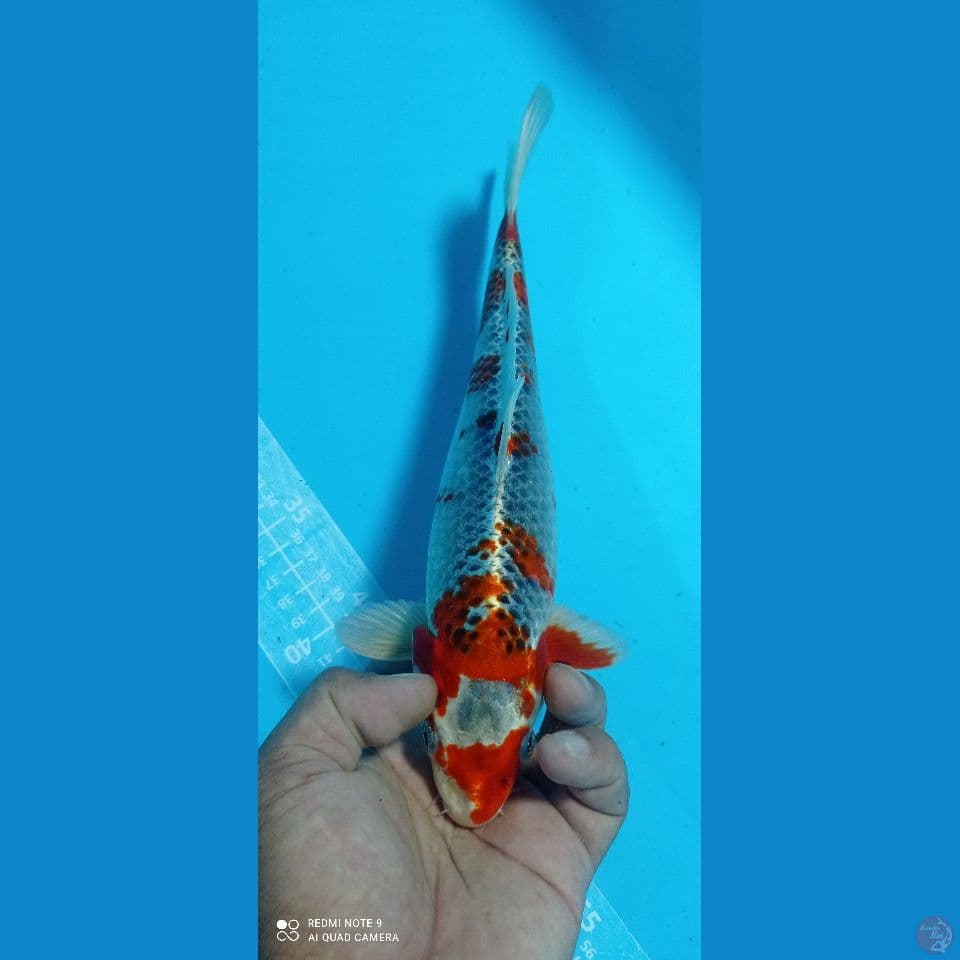 kujaku 30cm