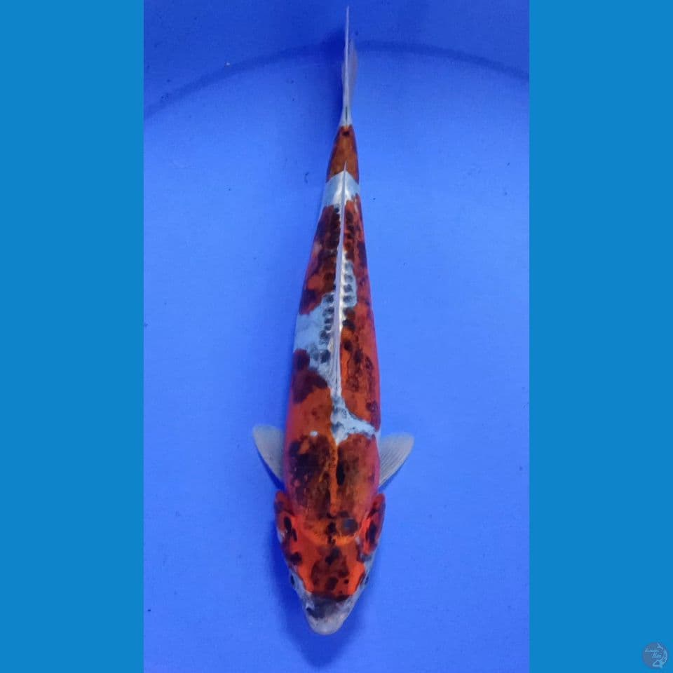 M 30CM BENIKIKO
