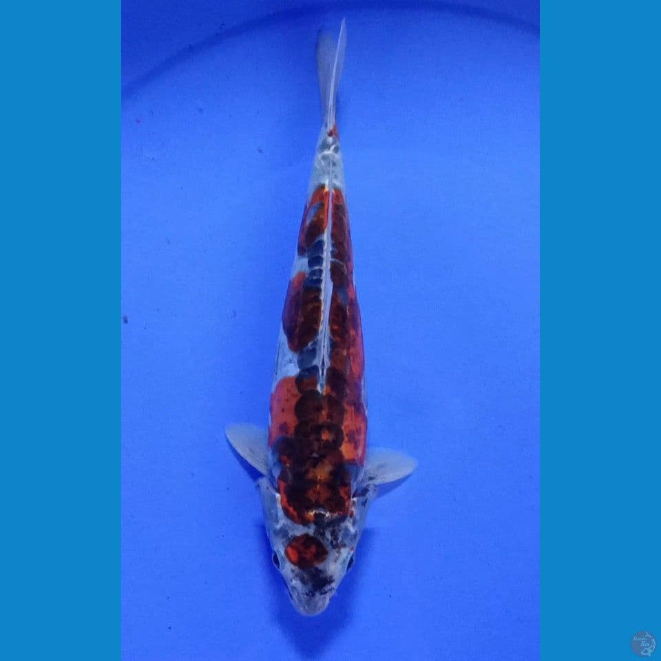 BENIKIKO F 28CM