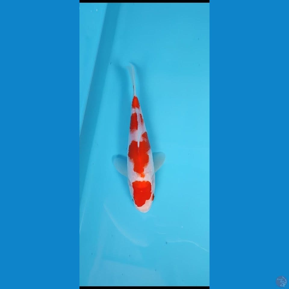 minion kohaku -+20 cm male
