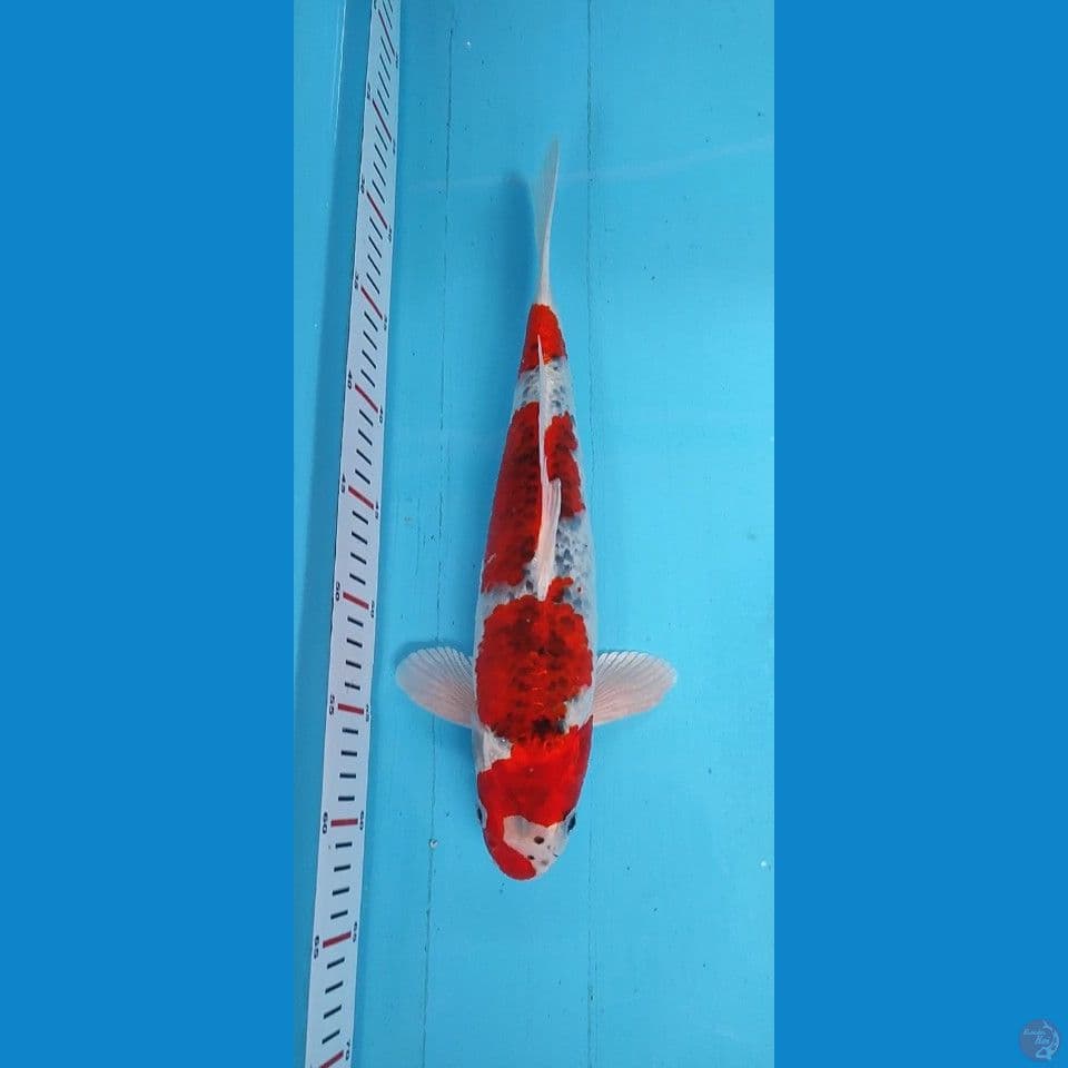 ghosiki 36 cm male original