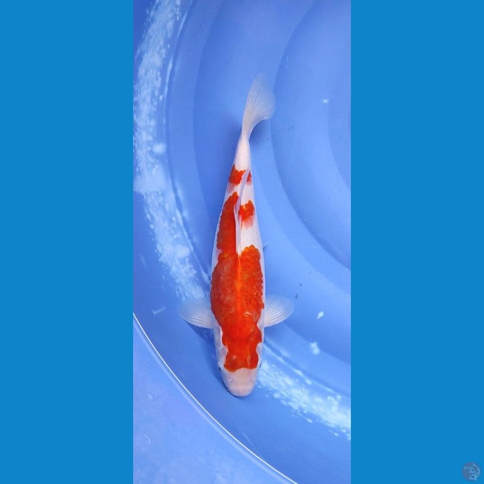 kohaku 35 bu original