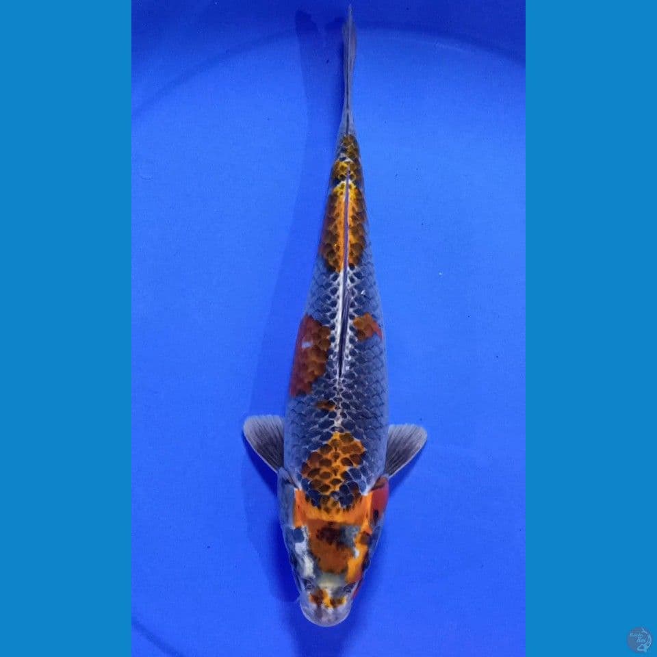 BENIGINGGA F 30CM