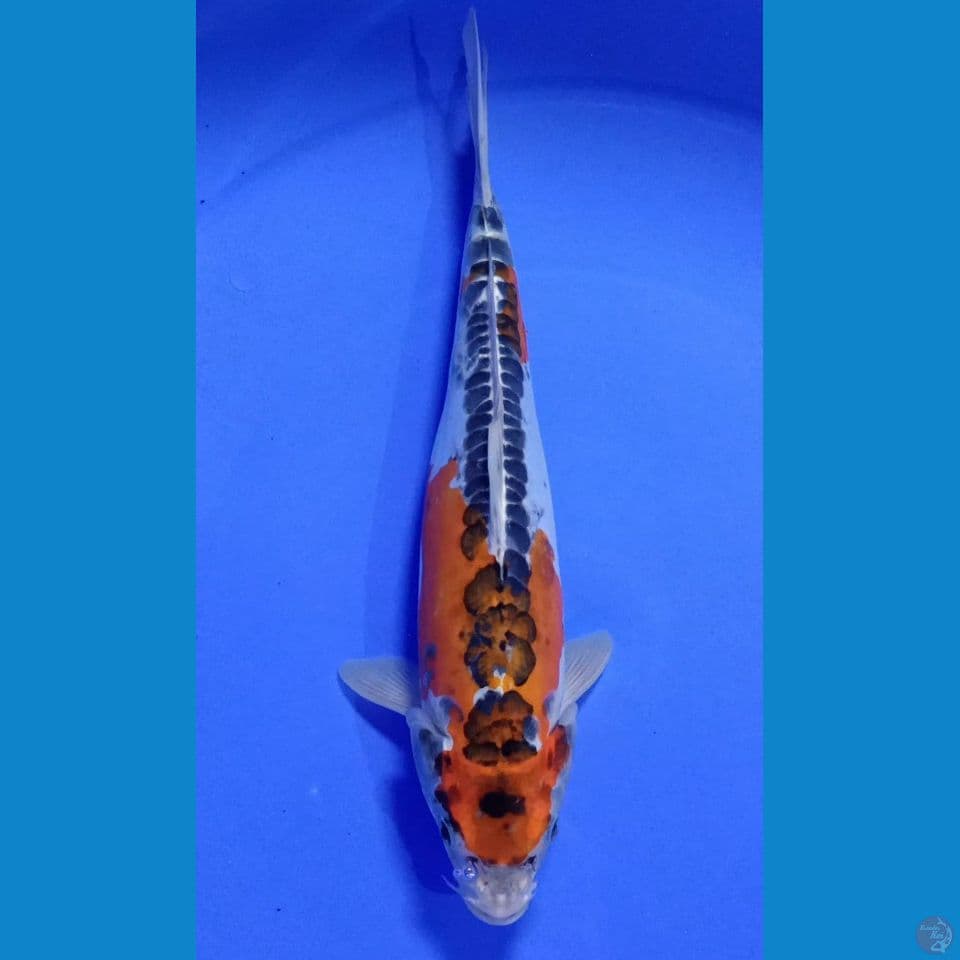 F 34CM KUJAKU DOITSU