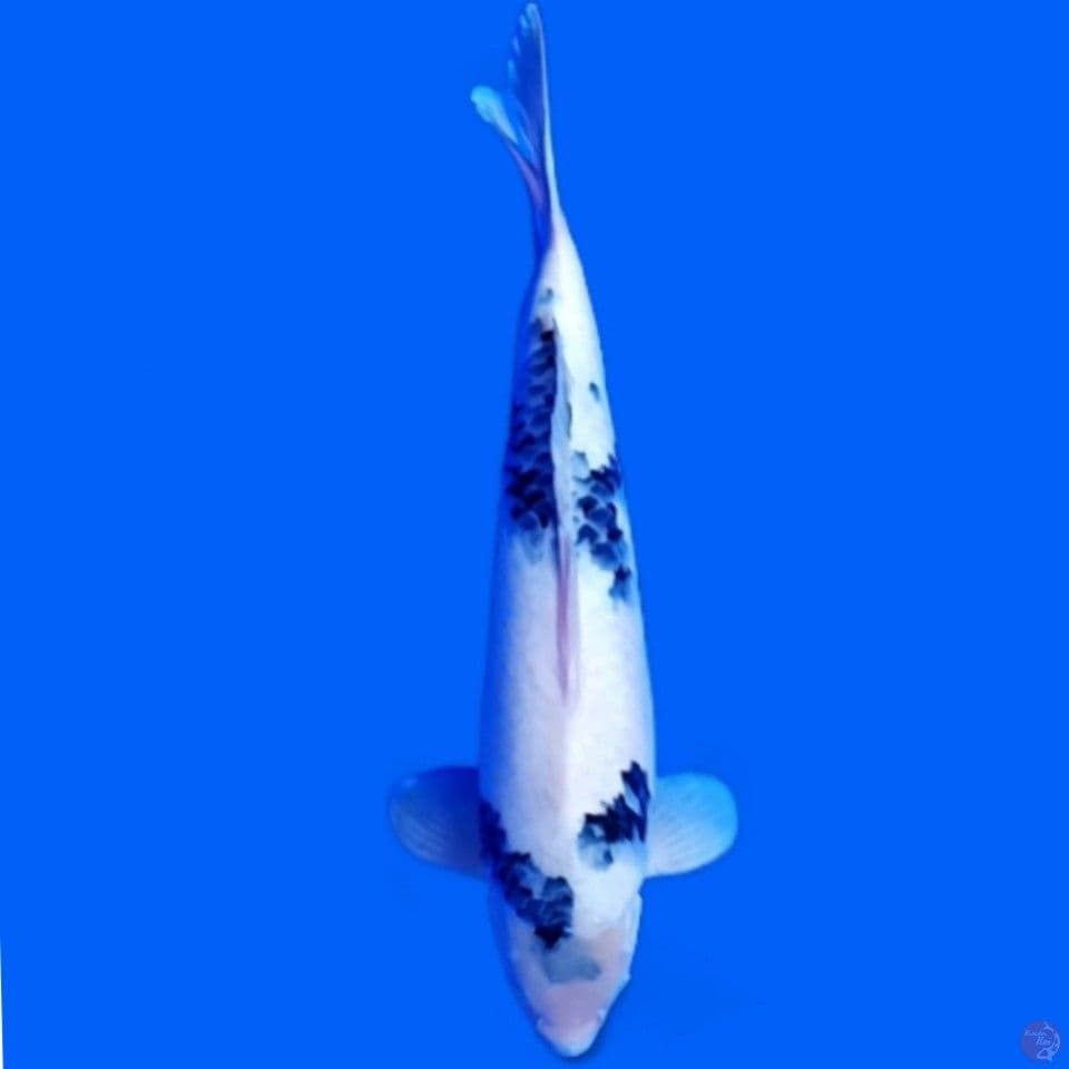 shiro mulus 40 cm