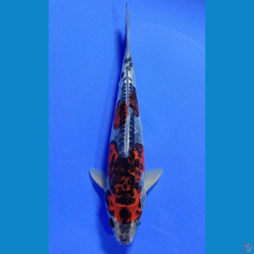 KOROMO DOITSU M 29CM