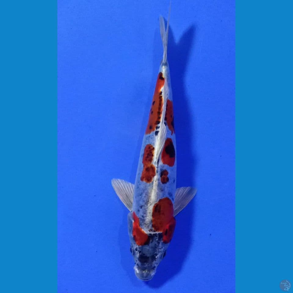 BENIKIKO M 27CM