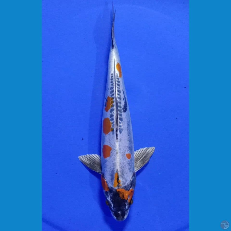 M 30CM KIKOKURYU