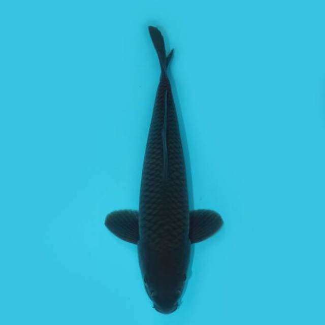 YG_SORAGOI_31 CM
