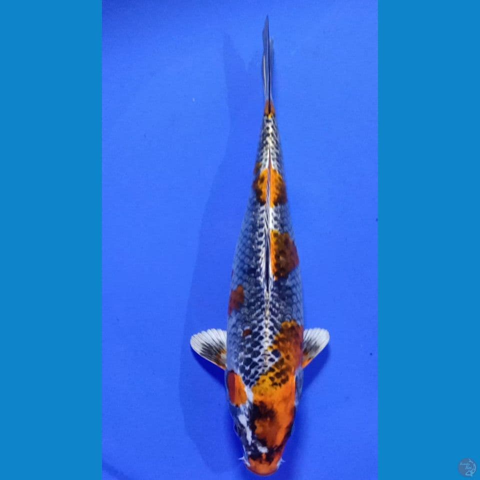 BENIGINGGA F 30CM